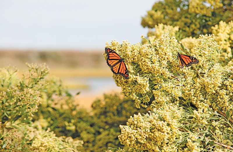 Monarch butterflies on Poplar Island